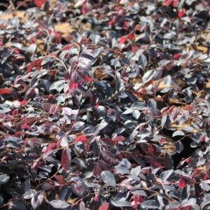 Loropetalum chinense 'Fire Dance'