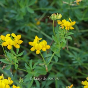 Lotus corniculatus