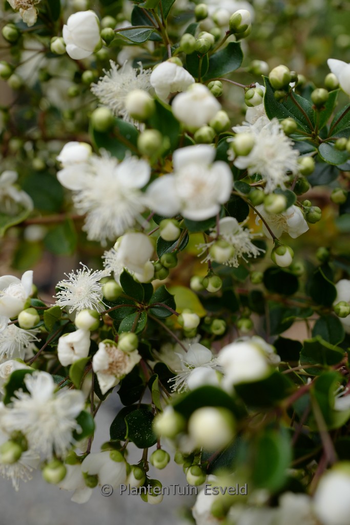 Luma apiculata