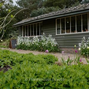 Lunaria annua 'Albiflora'