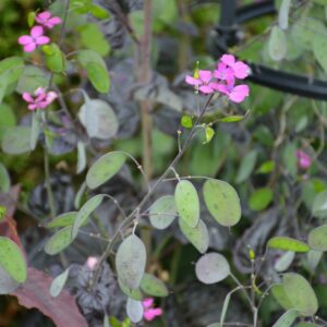 Lunaria annua 'Chedglow'