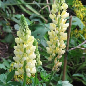 Lupinus 'Chandelier'