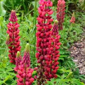 Lupinus 'My Castle'