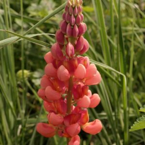 Lupinus 'Terracotta'
