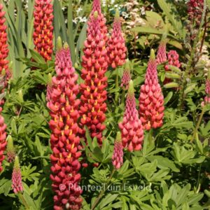Lupinus 'Towering Inferno' (WEST COUNTRY SERIE)