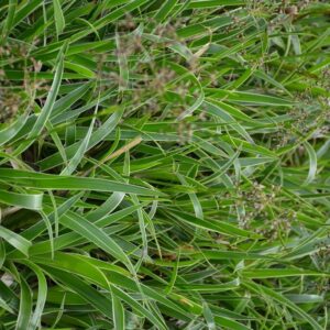 Luzula sylvatica 'Marginata'