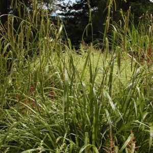 Luzula sylvatica 'Tauernpass'