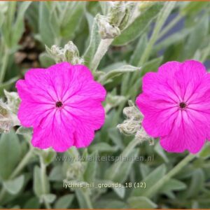 Lychnis 'Hill Grounds'