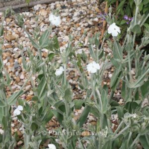 Lychnis coronaria 'Alba'