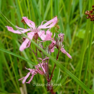 Lychnis flos-cuculi