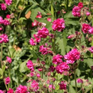 Lychnis viscaria 'Plena'
