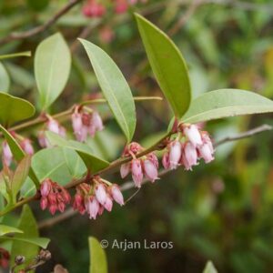 Lyonia lucida