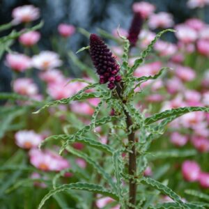 Lysimachia atropurpurea