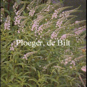 Lysimachia barystachys