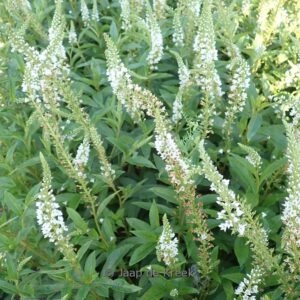 Lysimachia clethroides 'Snow Candles'
