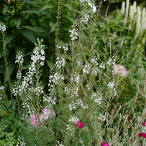 Lysimachia ephemerum