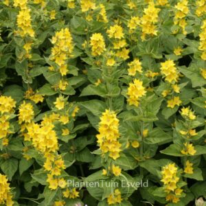 Lysimachia punctata