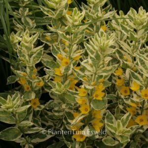 Lysimachia punctata 'Alexander'