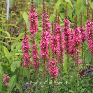 Lythrum salicaria 'Robert'