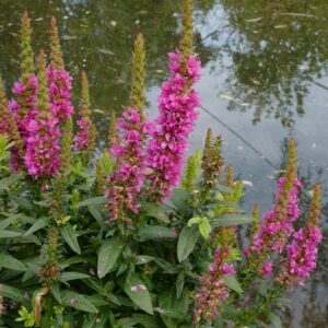 Lythrum salicaria 'Robin'