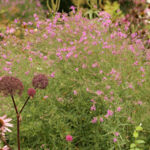 Lythrum salicaria 'Swirl'