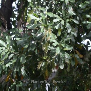 Macadamia integrifolia