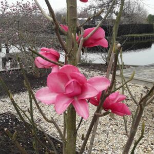 Magnolia 'Aurora'