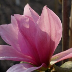 Magnolia 'Blushing Belle'