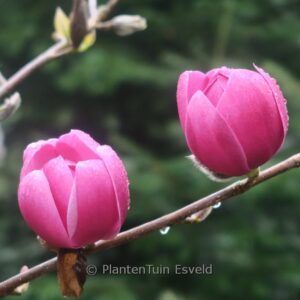 Magnolia 'Brixton Belle'