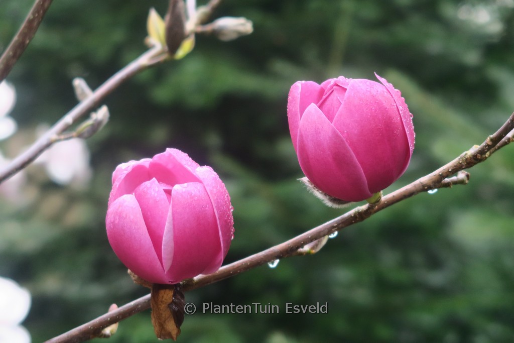 Magnolia 'Brixton Belle'