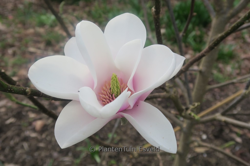 Magnolia 'Cassiopeia'