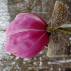 Magnolia 'Claret Cup'