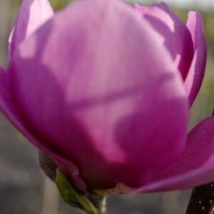 Magnolia 'Cleopatra'