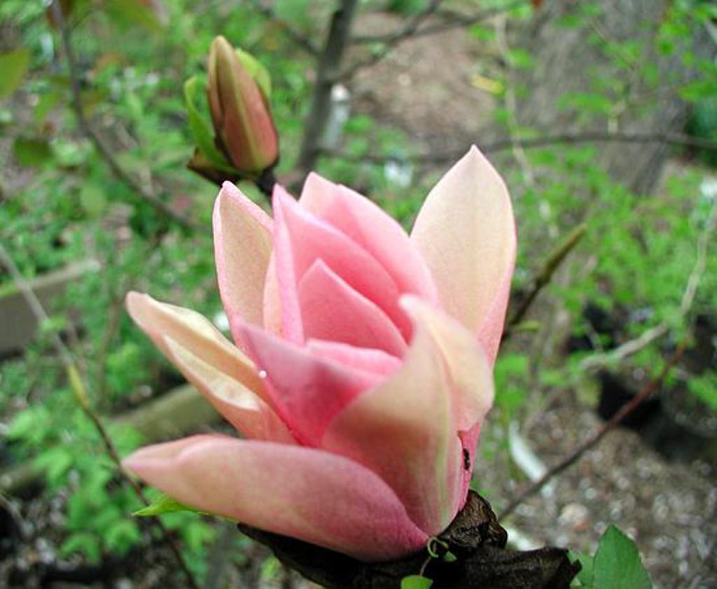 Magnolia 'Coral Lake'