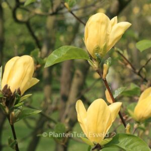 Magnolia 'Daphne'