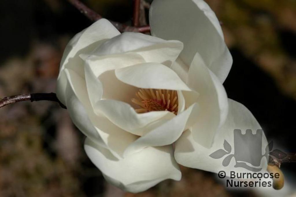 Magnolia 'David Clulow'