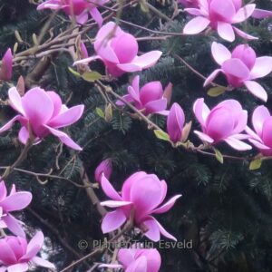 Magnolia 'Eleanor May'