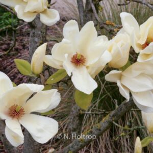 Magnolia 'Elizabeth'