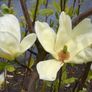 Magnolia 'Fei Huang' (YELLOW RIVER)