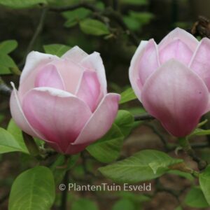 Magnolia 'Fukuju'