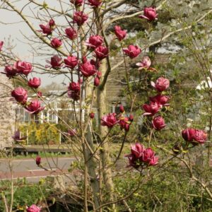 Magnolia 'Genie'
