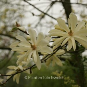 Magnolia 'Gold Star'