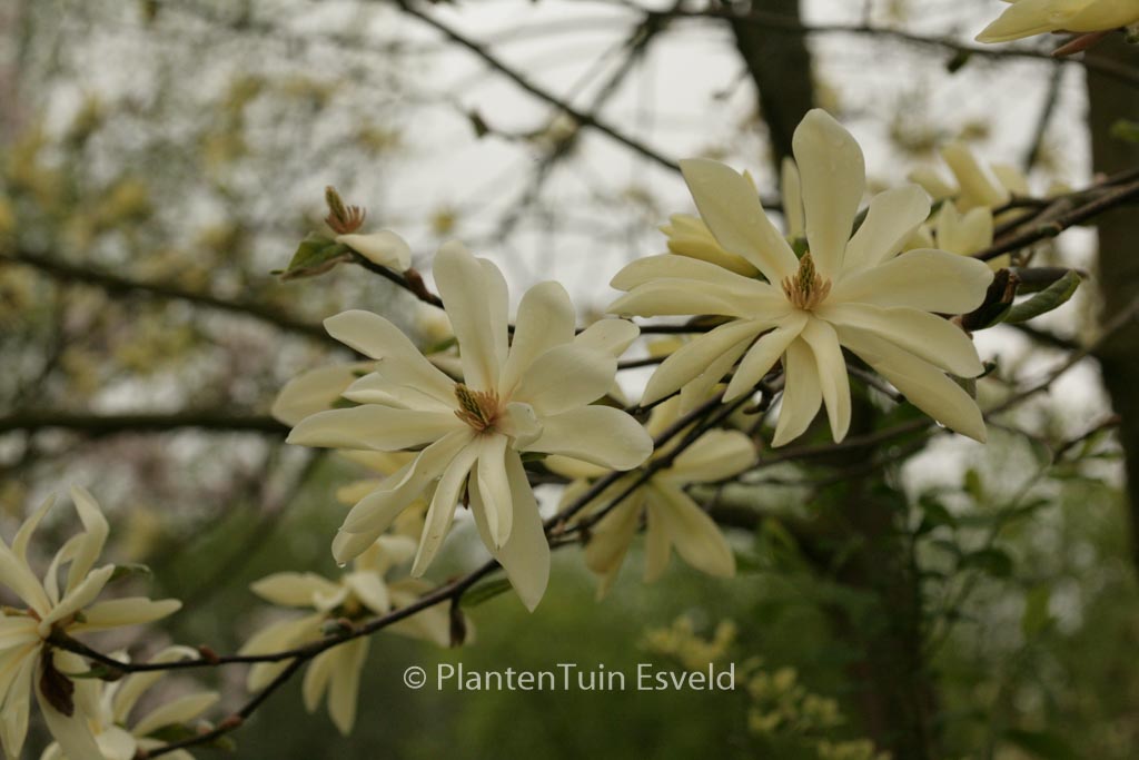 Magnolia 'Gold Star'