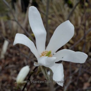 Magnolia 'Grayswood'