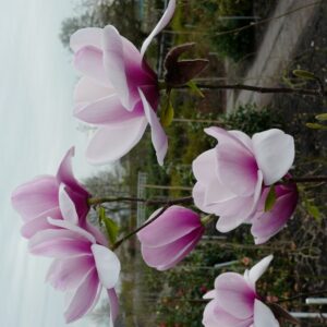 Magnolia 'Hannah'