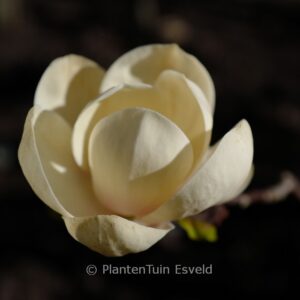 Magnolia 'Honey Tulip'