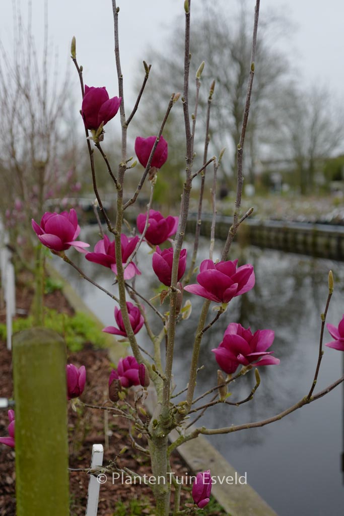 Magnolia 'Ian's Red'