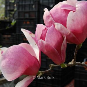 Magnolia 'Joe McDaniel'