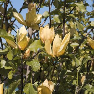 Magnolia 'Judy Zuk'