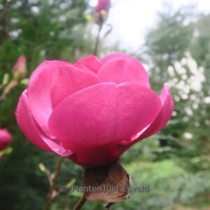 Magnolia 'Katja Landler'